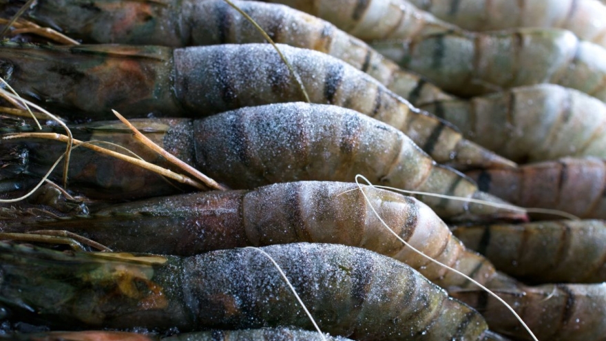 Ăn tôm đông lạnh liệu có bị “mất chất”?