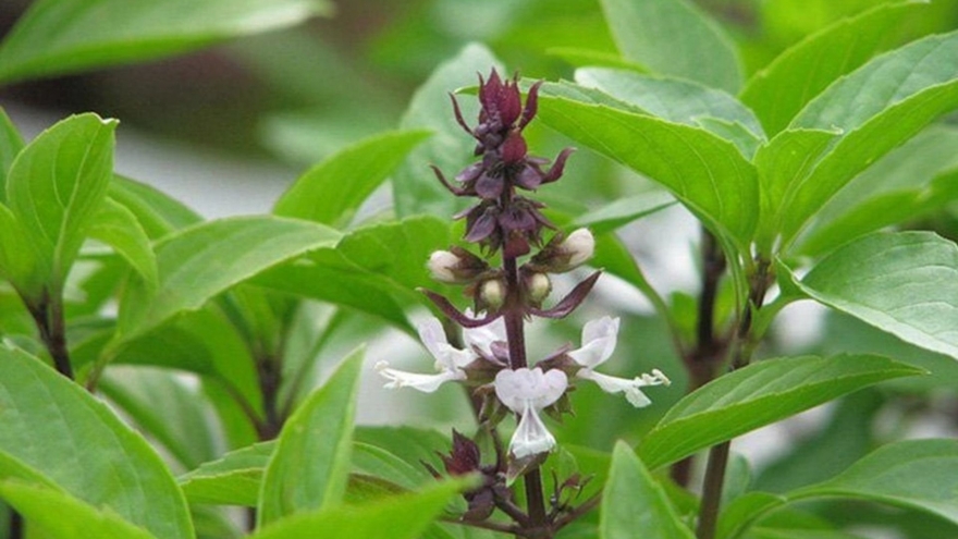 “Vua các loại rau thơm” bán rẻ như cho ở chợ Việt, siêu bổ dưỡng, ngừa đủ bệnh