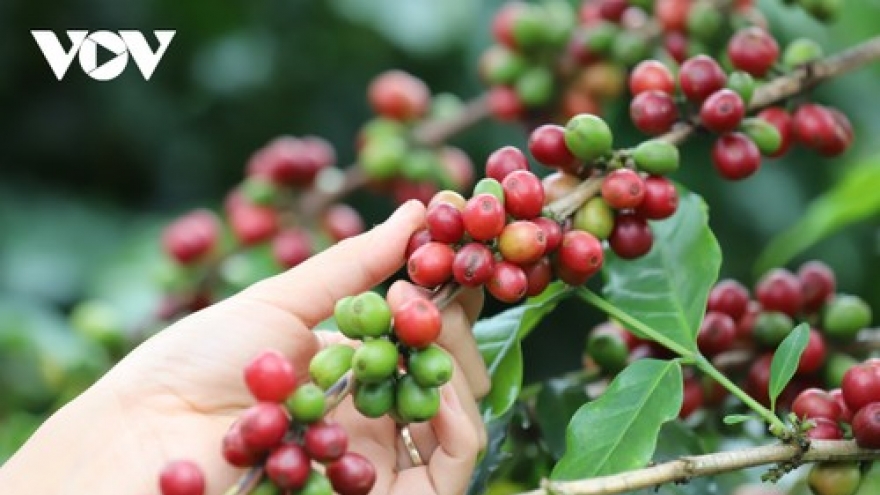 Giá cà phê hôm nay 27/1: Robusta và Arabica cùng chiều tăng