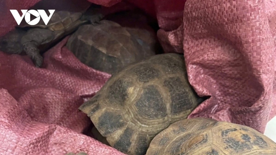 Eight rare turtles handed over after being found on roadside in Vietnam