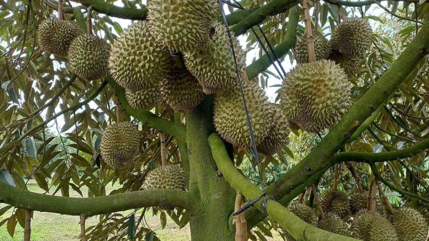 Vườn sầu riêng ở Đồng Tháp: Ri6 rớt giá, Monthong khan hàng