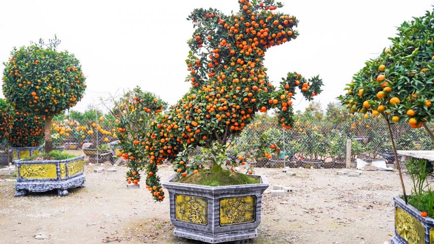 Quýt cảnh tạo hình ngựa độc lạ, giá hàng chục triệu đồng hút khách dịp Tết