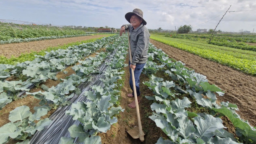 Người dân vùng ven Đà Nẵng tất bật vụ rau Tết