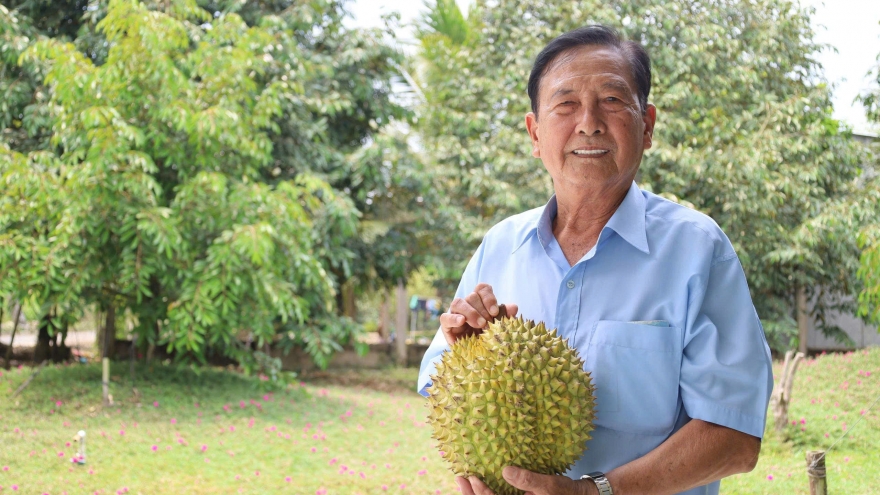 Lão nông Cần Thơ trở thành tỷ phú nhờ cây sầu riêng