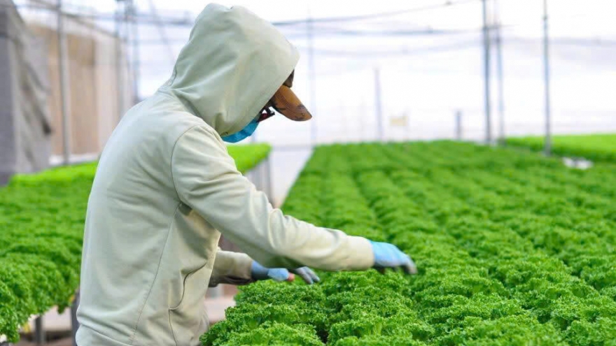 Mong chờ Đại hội XIV có quyết sách lớn về nông nghiệp