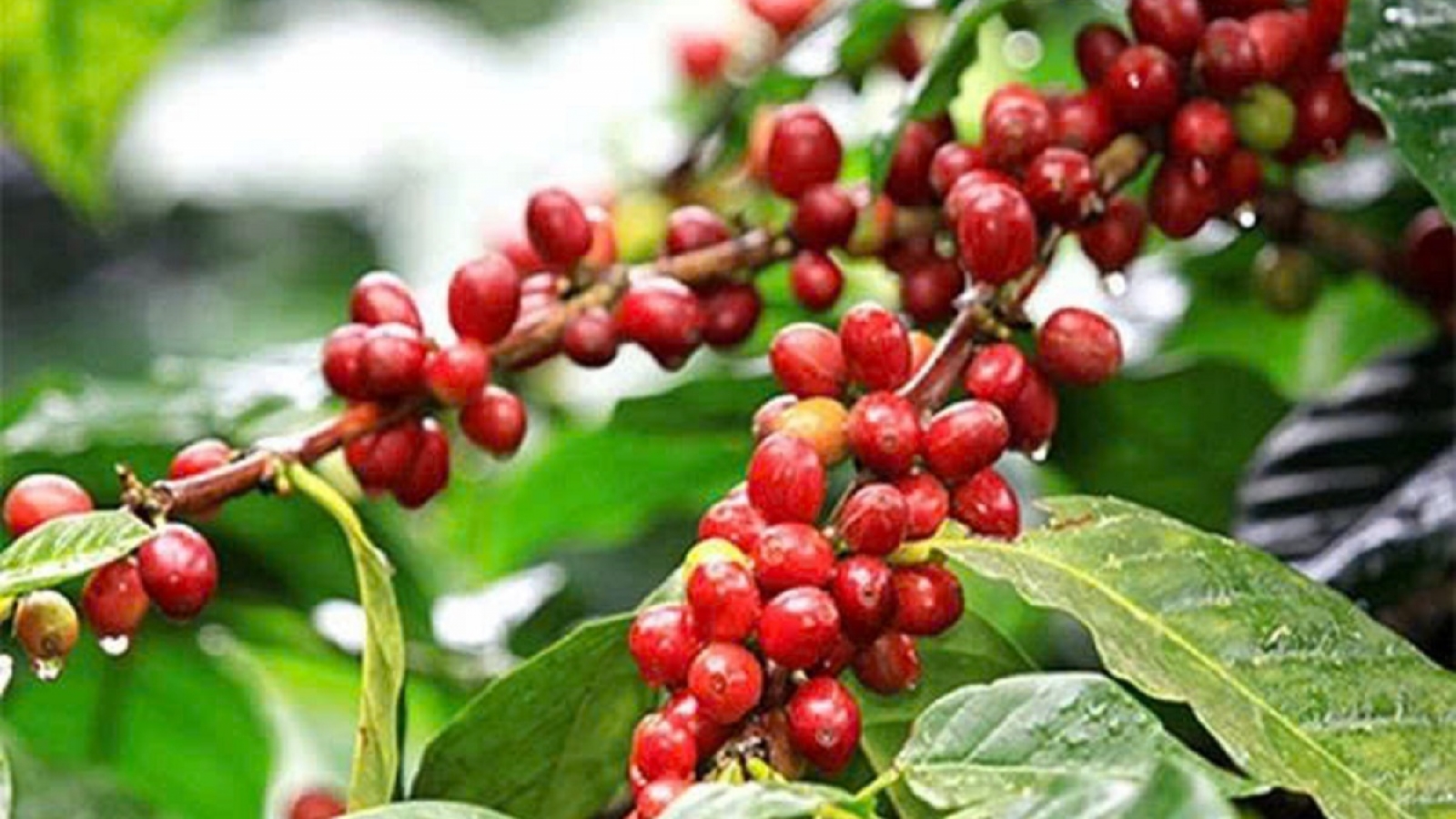 Giá cà phê hôm nay 26/1: Cà phê trong nước tăng lên mức  100.900 đồng/kg
