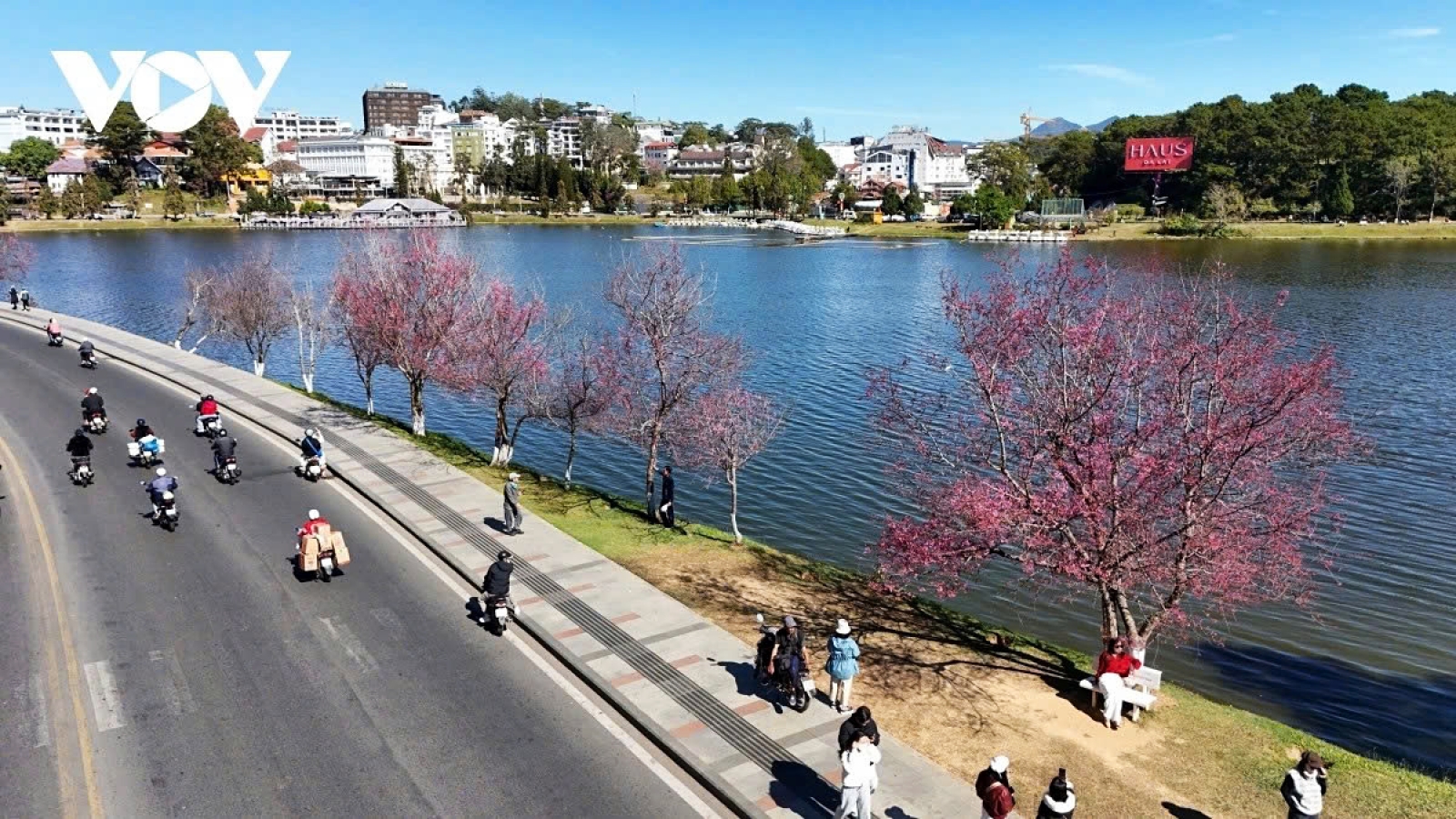 Cherry blossoms burst into bloom in Da Lat as spring arrives