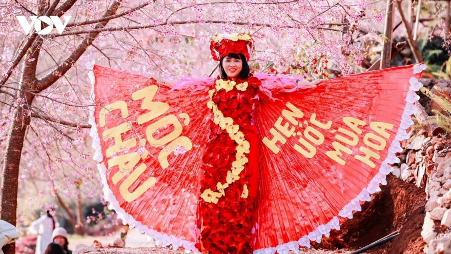 Cherry blossoms paint Moc Chau Plateau pink, drawing spring visitors