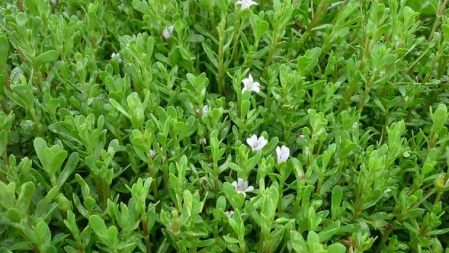 Rau đắng bất ngờ “lên đời” nhờ lợi ích vàng cho sức khỏe