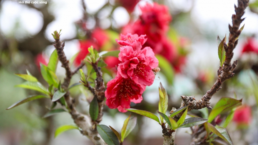 Độc lạ cặp đào thất thốn leo gỗ hoàng đàn giá gần 1 tỷ đồng