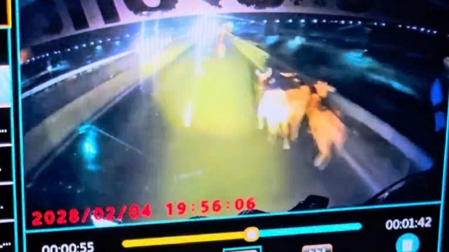 Xe tải chở đàn bò bị tung cửa thùng, đàn gia súc chạy tán loạn giữa cao tốc