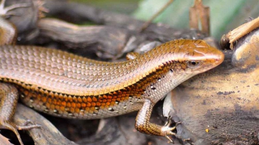 Loài bò sát nhìn "sợ khiếp vía" thành đặc sản trứ danh miền Tây