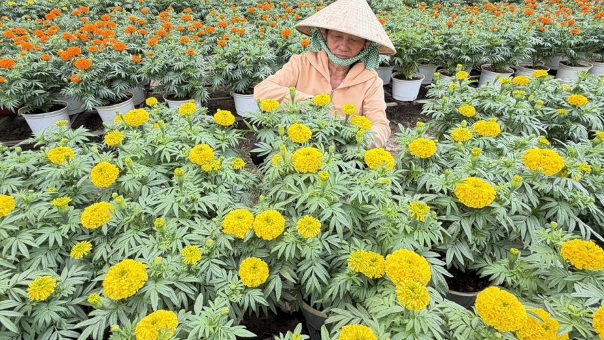 Làng hoa kiểng Phó Thọ - Bà Bộ tất bật phục vụ thị trường Tết