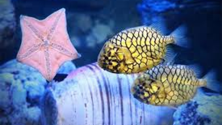Loài cá mang tên trái cây được "săn lùng" dù giá nửa triệu đồng mỗi kg