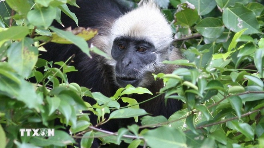 Belgian TV spotlight: Vietnam's wild nature reborn