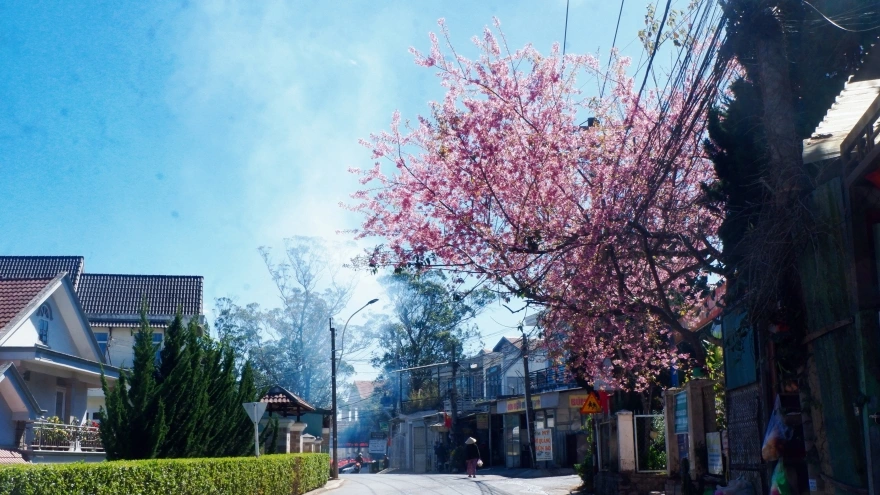 Đà Lạt rực hồng mùa mai anh đào đẹp nhất trong nhiều năm