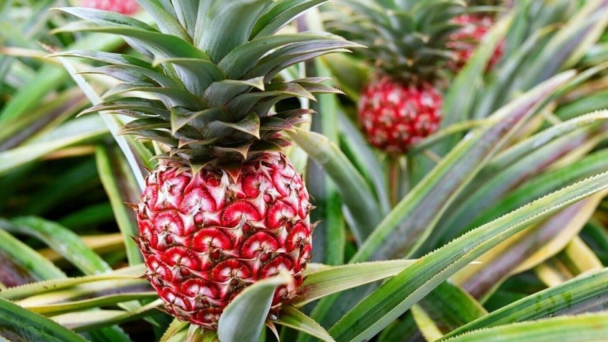 Dứa son hút khách thị trường cây cảnh những ngày đầu Xuân