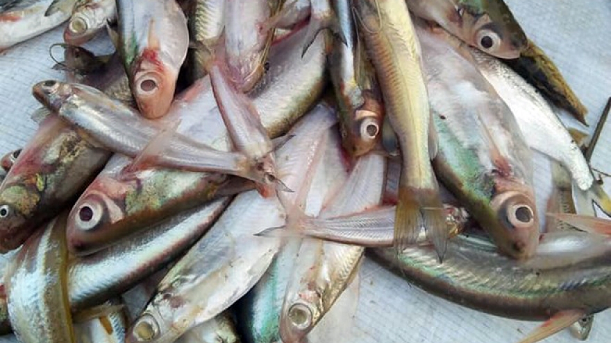 Săn lùng cá đặc sản mang tên một loại lá thôn quê