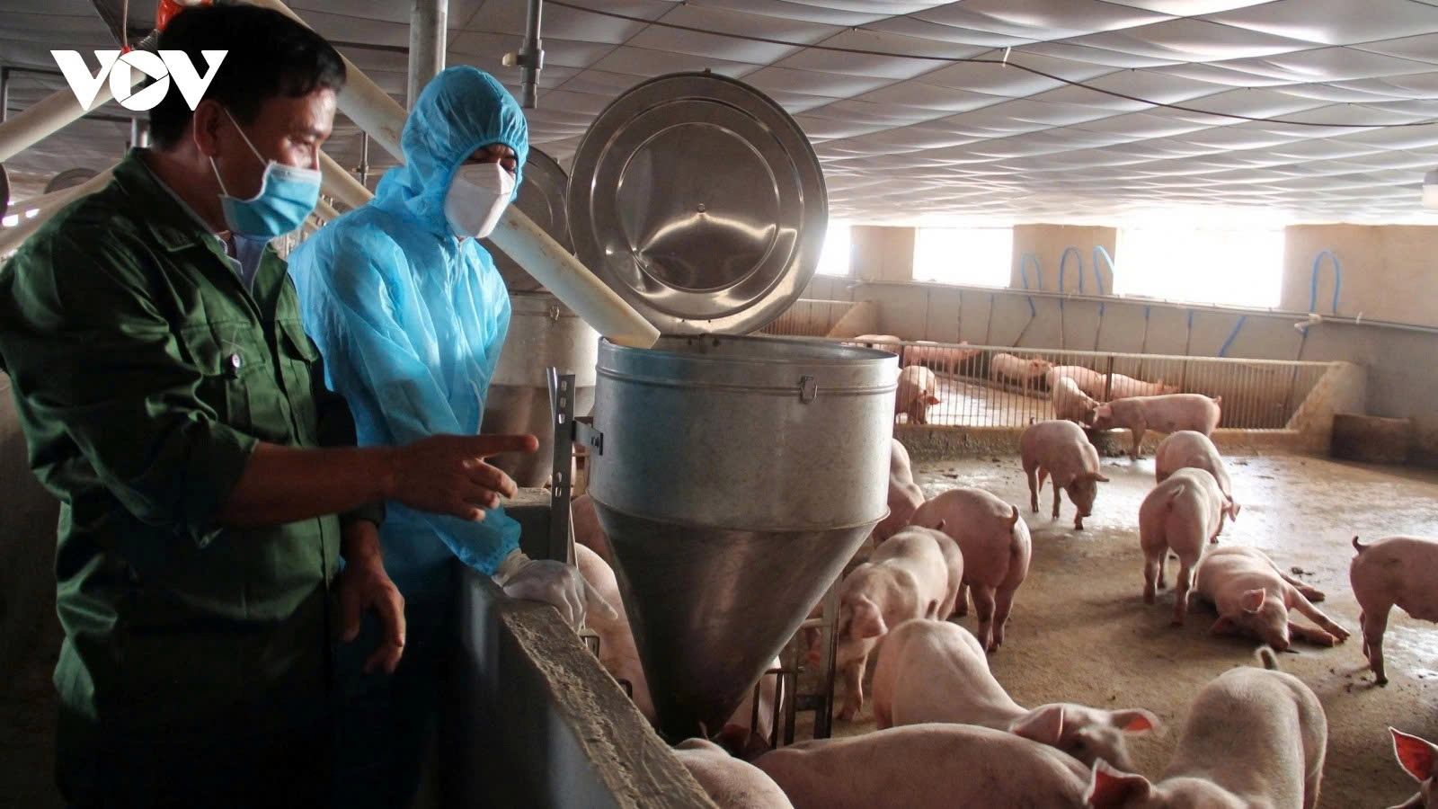 Authorities order mass livestock vaccination after 38,000 animal deaths