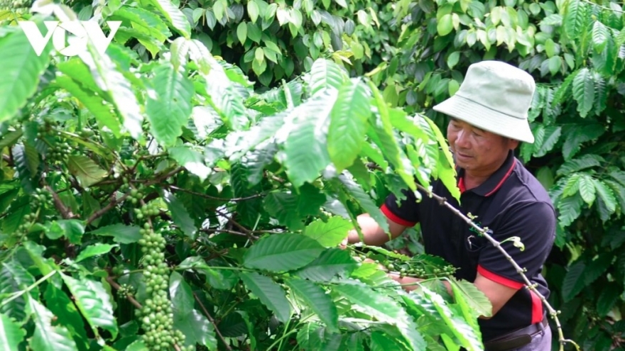 Coffee exports top US$1 billion in January, global price risks loom