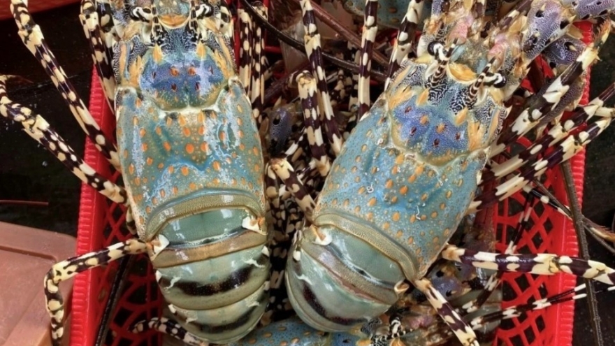 Lobster exports to China post solid gain in January