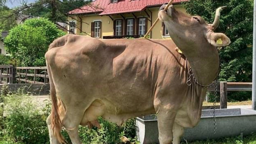 Bất ngờ trước trí thông minh đáng kinh ngạc của các loài động vật