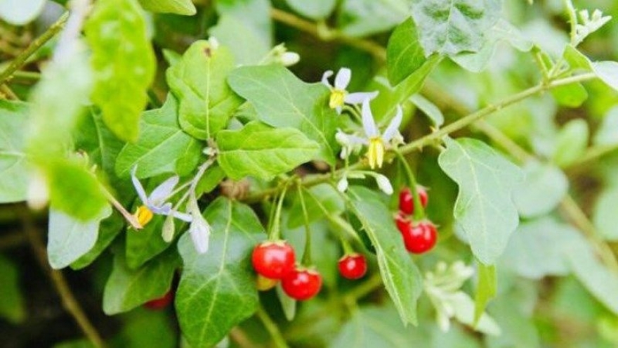 Loại cây mọc hoang được ví như “thần dược” cho gan