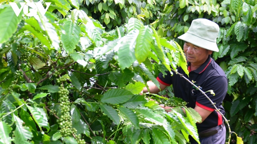 Giá cà phê hôm nay 6/3: Cà phê trong nước cao nhất 96.000 đồng/kg