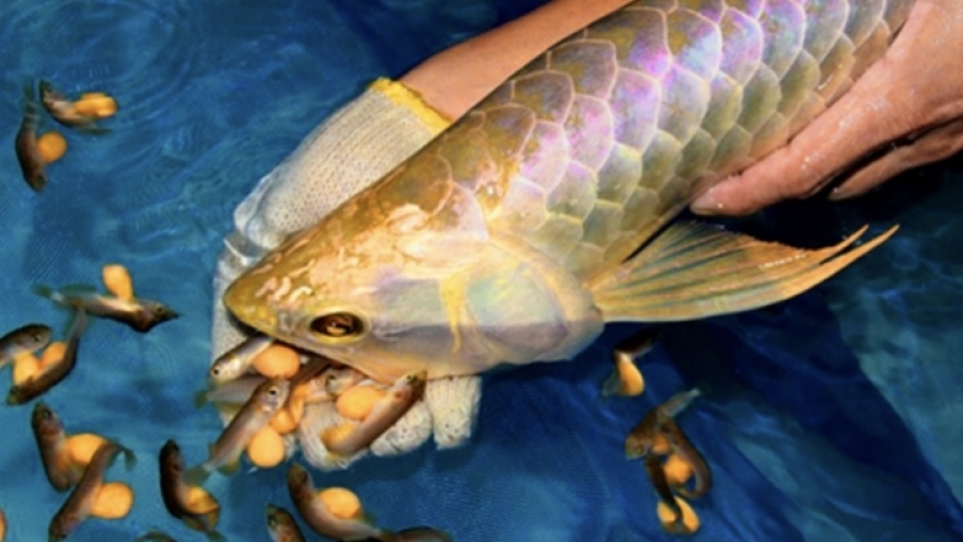 13 người nhập viện cấp cứu nghi do ăn trứng cá rồng