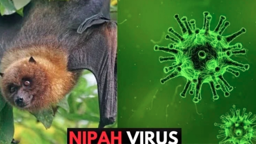 Dịch do virus Nipah khó bùng phát nhưng không nên chủ quan trong dịp cận Tết
