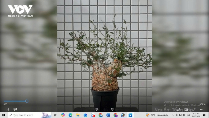 Cây chân voi giá trăm triệu: Dáng quái lạ như “chôn tiền”, dân sành mới dám chơi