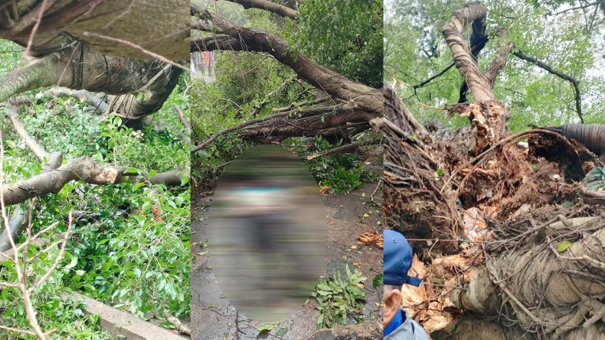 2 cây si cổ thụ bất ngờ đổ trước đền Quán Thánh, Hà Nội khiến 2 người bị thương