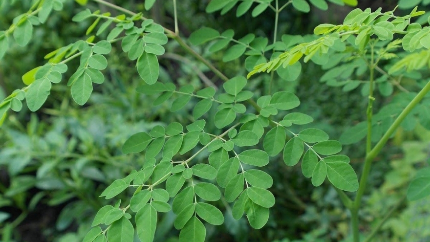 Loại cây mọc dại ở Việt Nam lại được thế giới ví như "thuốc quý" cho sức khỏe