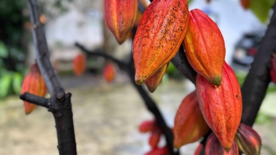 Vietnam looks to shape quality cocoa brand on global map