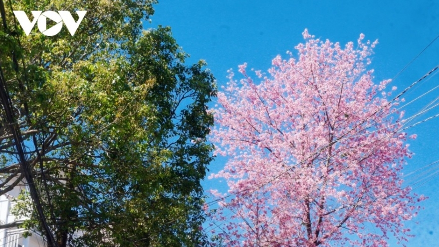 Da Lat glows pink as cherry blossoms reach peak bloom in years