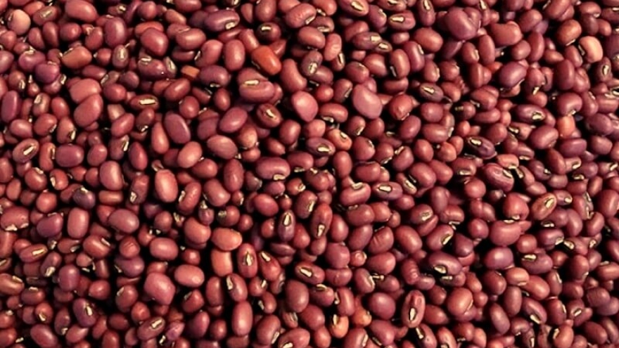 Không chỉ để nấu chè: 10 lợi ích bất ngờ của đậu đỏ