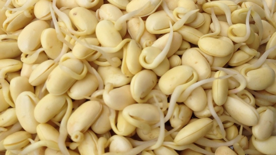 Ăn mầm đậu nành thế nào để không “rước họa” vào thân?