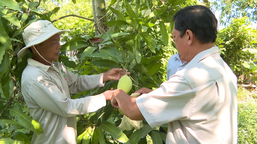 Xoài cát Hòa Lộc vào vụ Tết: Sản lượng giảm, giá dự báo tăng mạnh