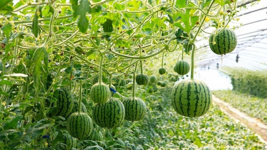 Thứ quả "vỏ xanh ruột đỏ" cứ ra chợ là thấy, ăn vào ngọt mát lại siêu dinh dưỡng