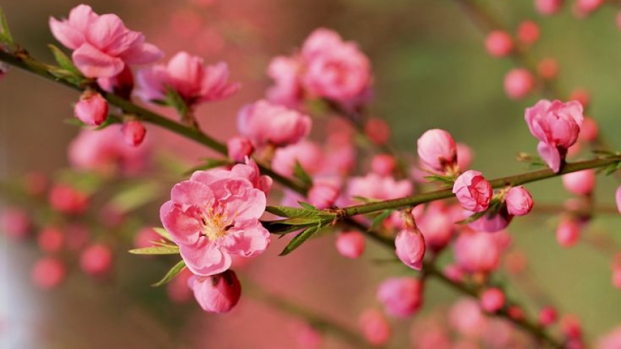 "Lối xuân" - Mùa xuân đang nở tiếp trong chính mình