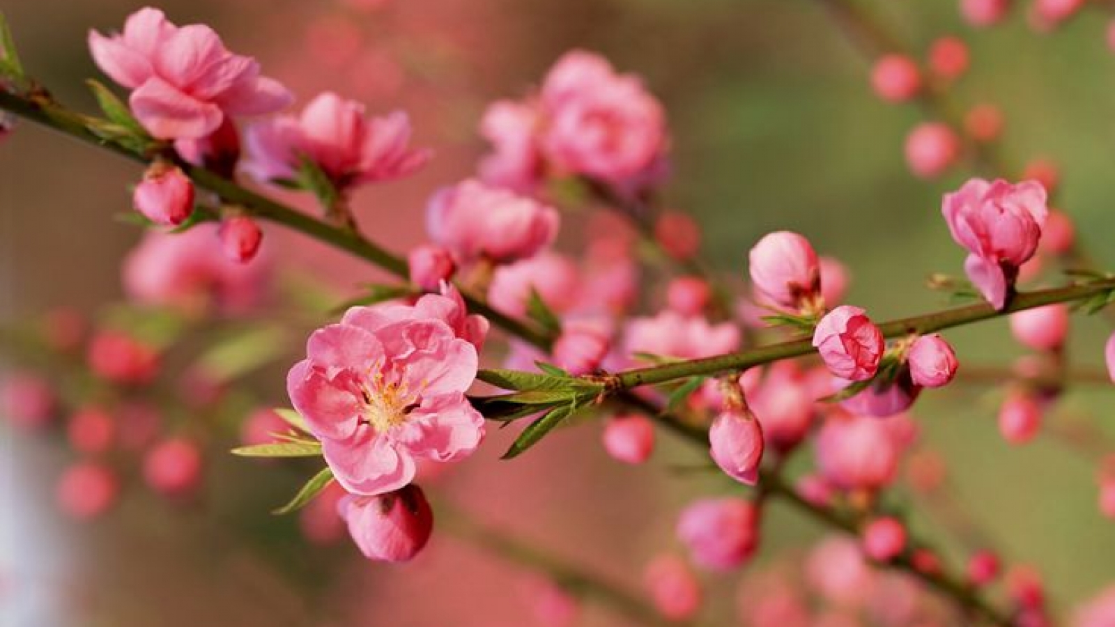 "Lối xuân" - Mùa xuân đang nở tiếp trong chính mình