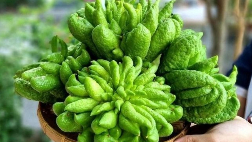 Việt Nam có vị thuốc quý, nhiều người nghĩ không ăn được, chỉ để trưng ngày Tết