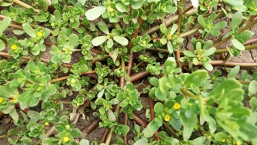 Loại rau chua nhẹ hơi mặn, mọc dại đầy vườn lại là "thuốc quý" cho sức khỏe