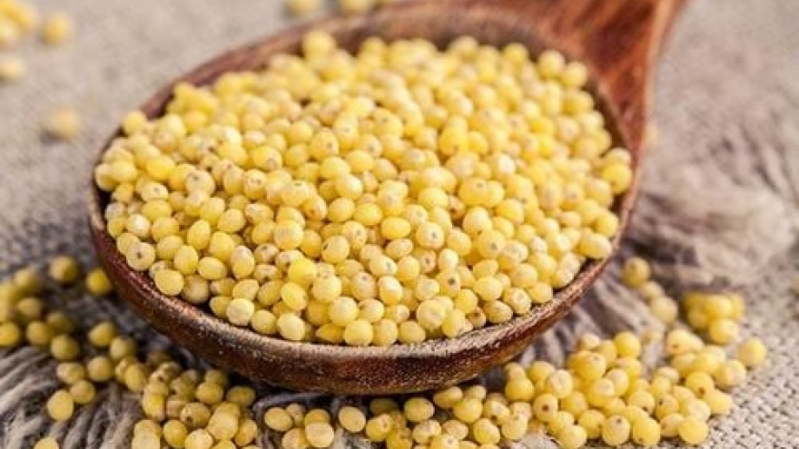 Hạt kê - Loại ngũ cốc nhỏ bé nhưng lợi ích không hề “nhỏ”