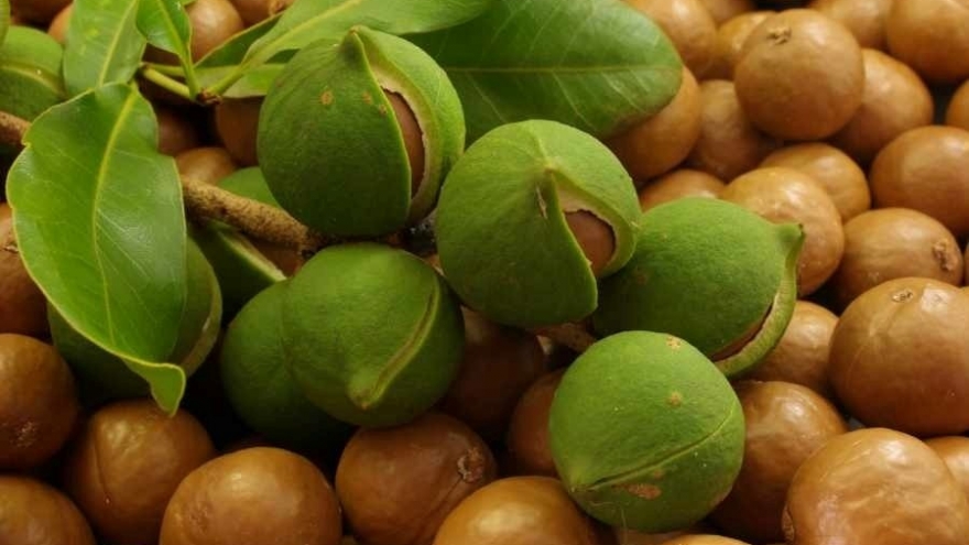 Loại hạt thuộc top đắt nhất thế giới, ngọt bùi bổ dưỡng có nhiều ở Việt Nam