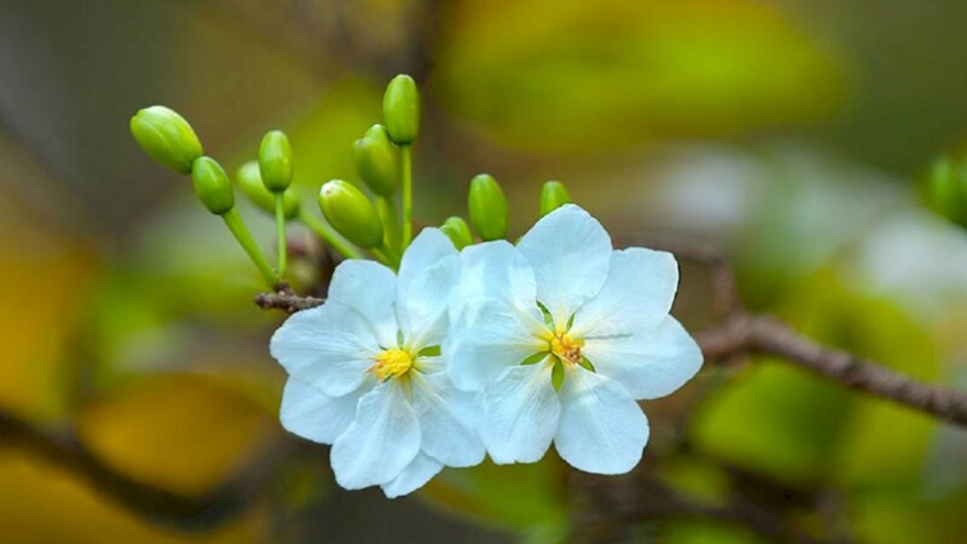 Bài thơ “Mai” - Như đốm lửa nhỏ khước từ đêm đen