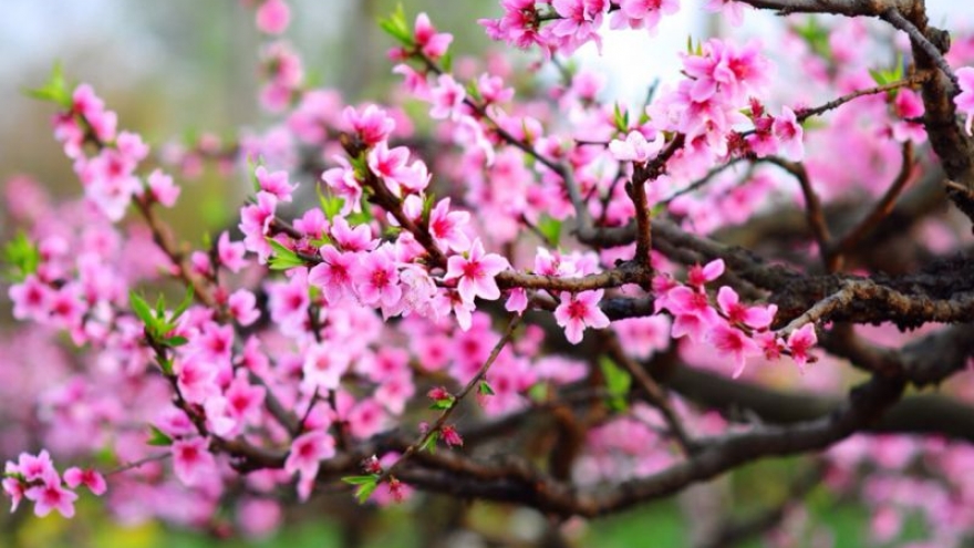 Lịch phát sóng chương trình đặc biệt ngày mùng 1 Tết trên các kênh sóng của VOV