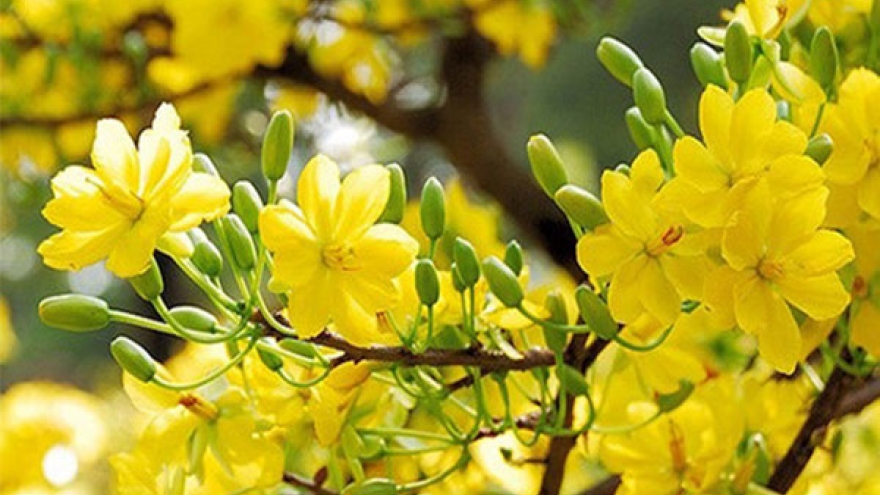 Lịch phát sóng chương trình đặc biệt ngày mùng 2 Tết Bính Ngọ trên VOV