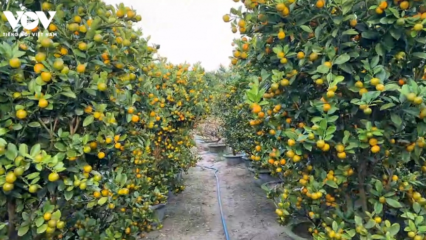 Bão lũ qua rồi, đất lại đơm bông