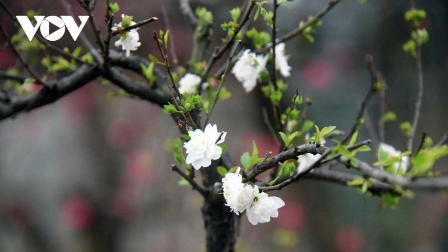 Cành mai của riêng ta
